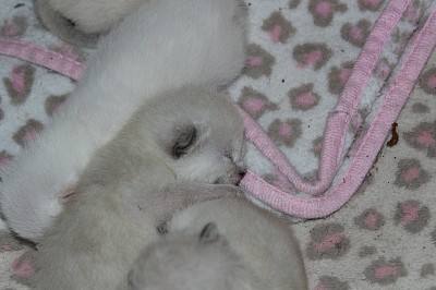 Siamese Snowshoe Jazmine's Kittens