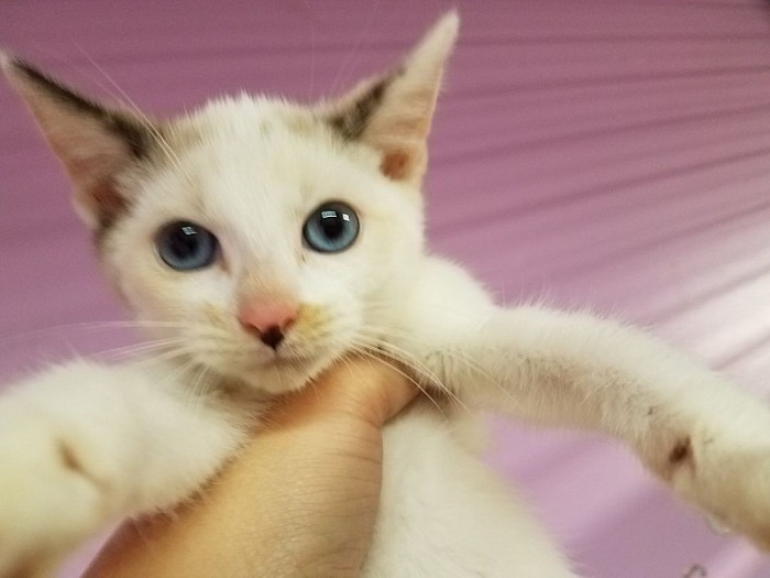 Snowshoe female