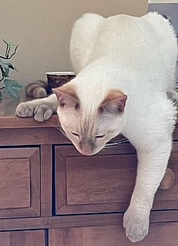 These are the coolest colors looked white at birth now look like a lilac