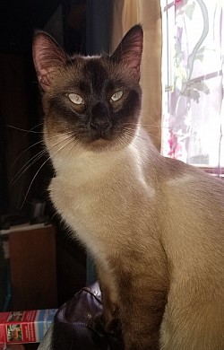 He is now a daddy ! Up for studding