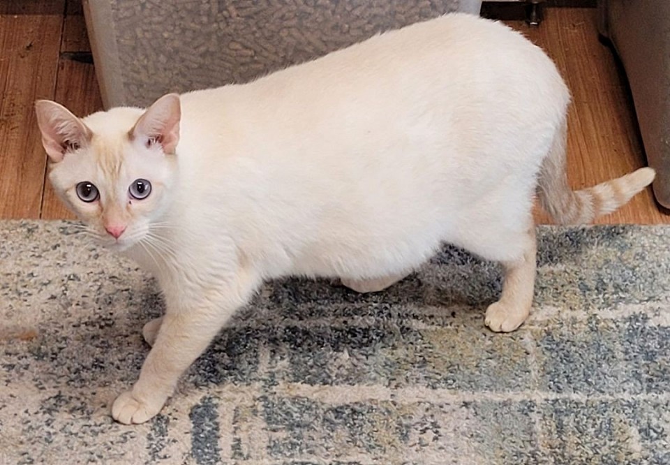 Mom Lovely/Jumanjii litter born may14 2023mothers day ten kittens below