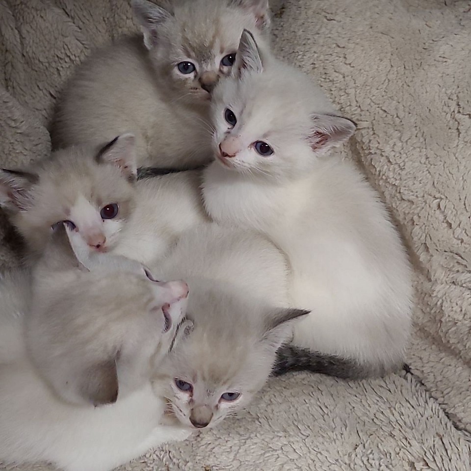 Babydoll/jumani 2nd litter dob Sept 1st