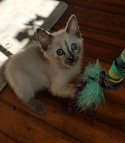 Diamond as a kitten