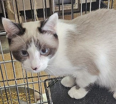 Female seal snowshoe /siamese