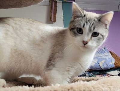 Sammy Lynxpoint-snowshoe proven