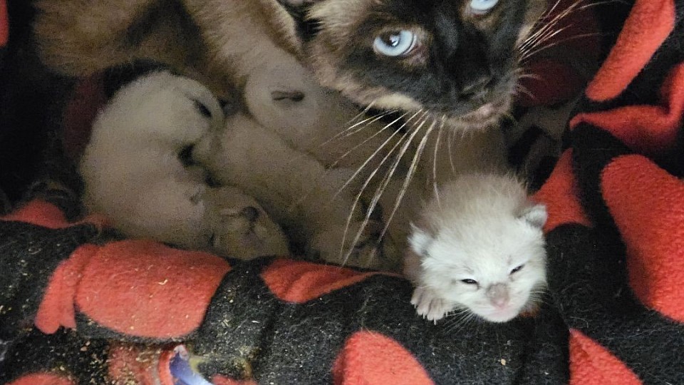 RAGAMESE Sally and poly lynxpoint Tommy had  kittens june 18th.