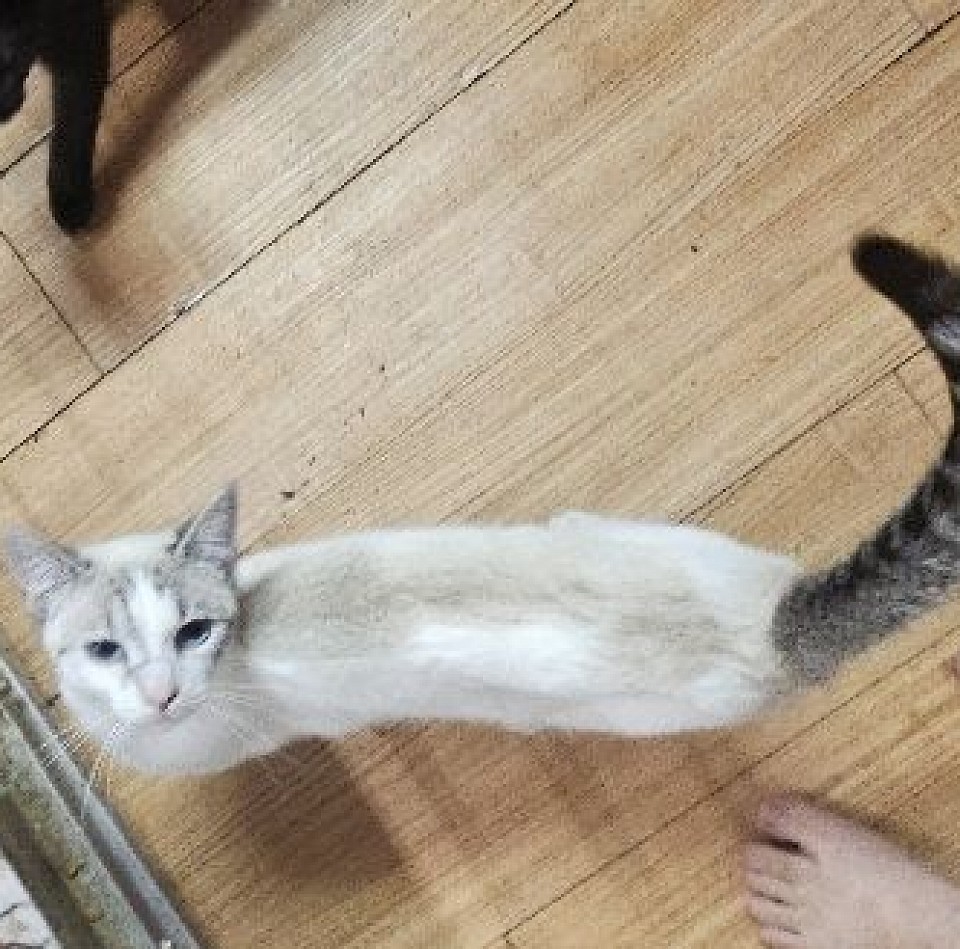 Angelica Female lynx snowshoe /siamese these are babydoll