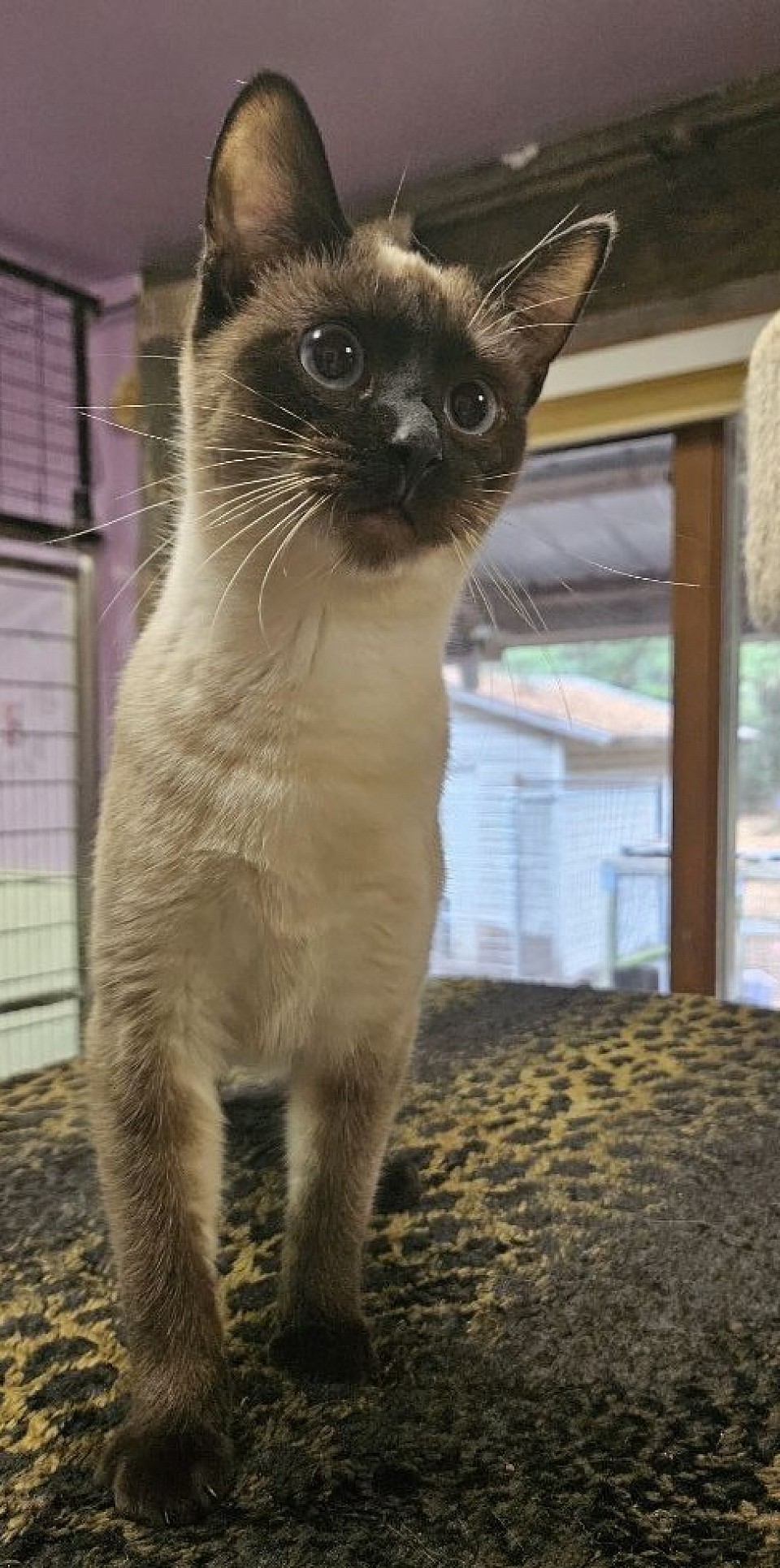 Frenchie Female sealpoint 3/4/24 miza / jumi litter 1st litter w zip -male 10/15/25