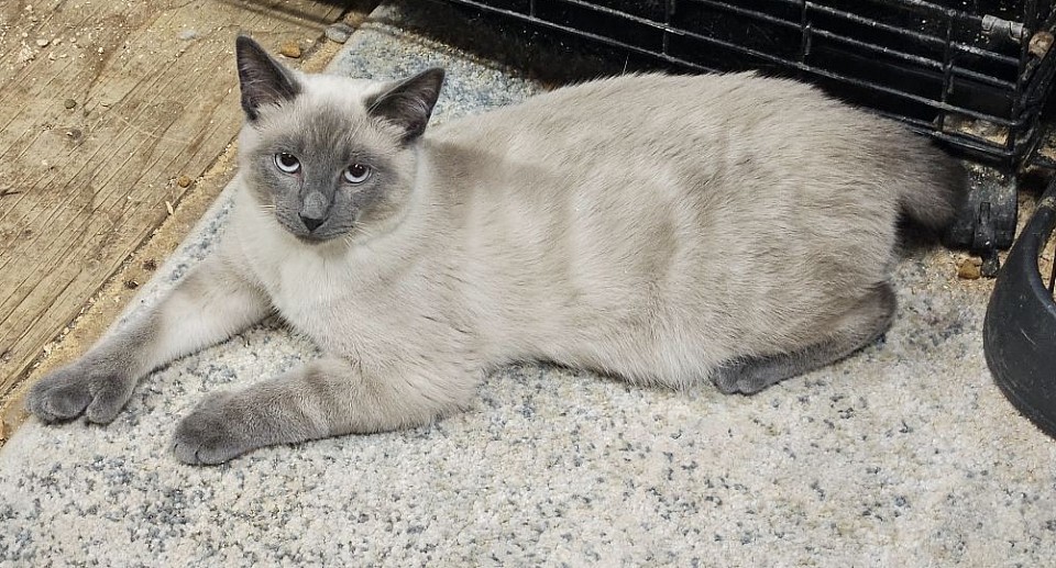 Proven stud 1st litter with frenchie ZIP MALE BLUEPOINT polydactal 6-18-24 sally/ tommy