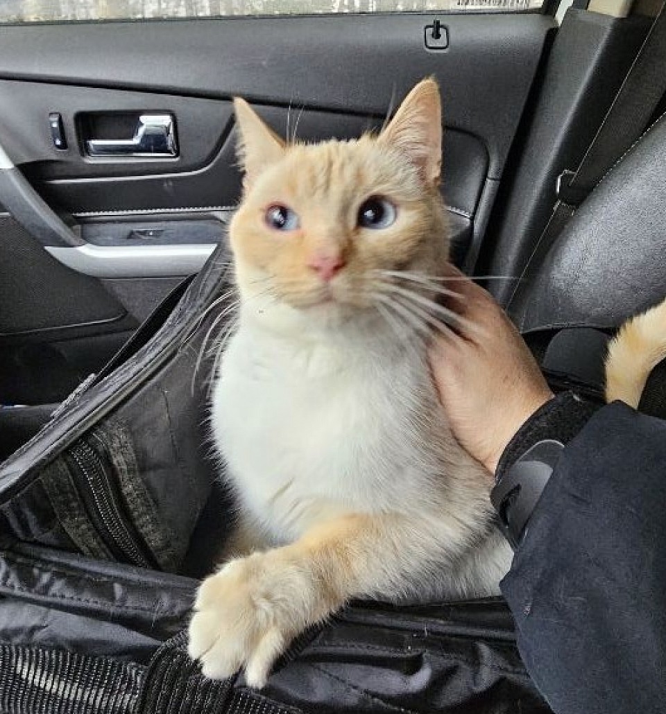 Molly / jumi litter due 2026