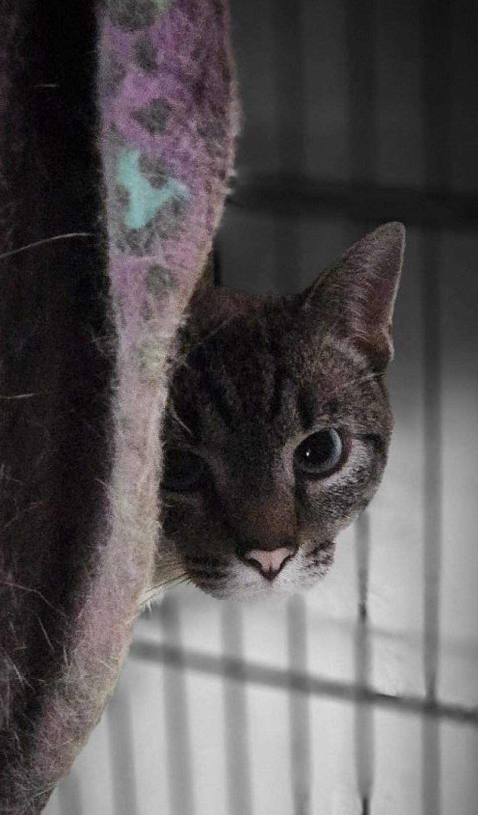 Tommy Polydactal lynx point 2024' ( babydoll/jumi)