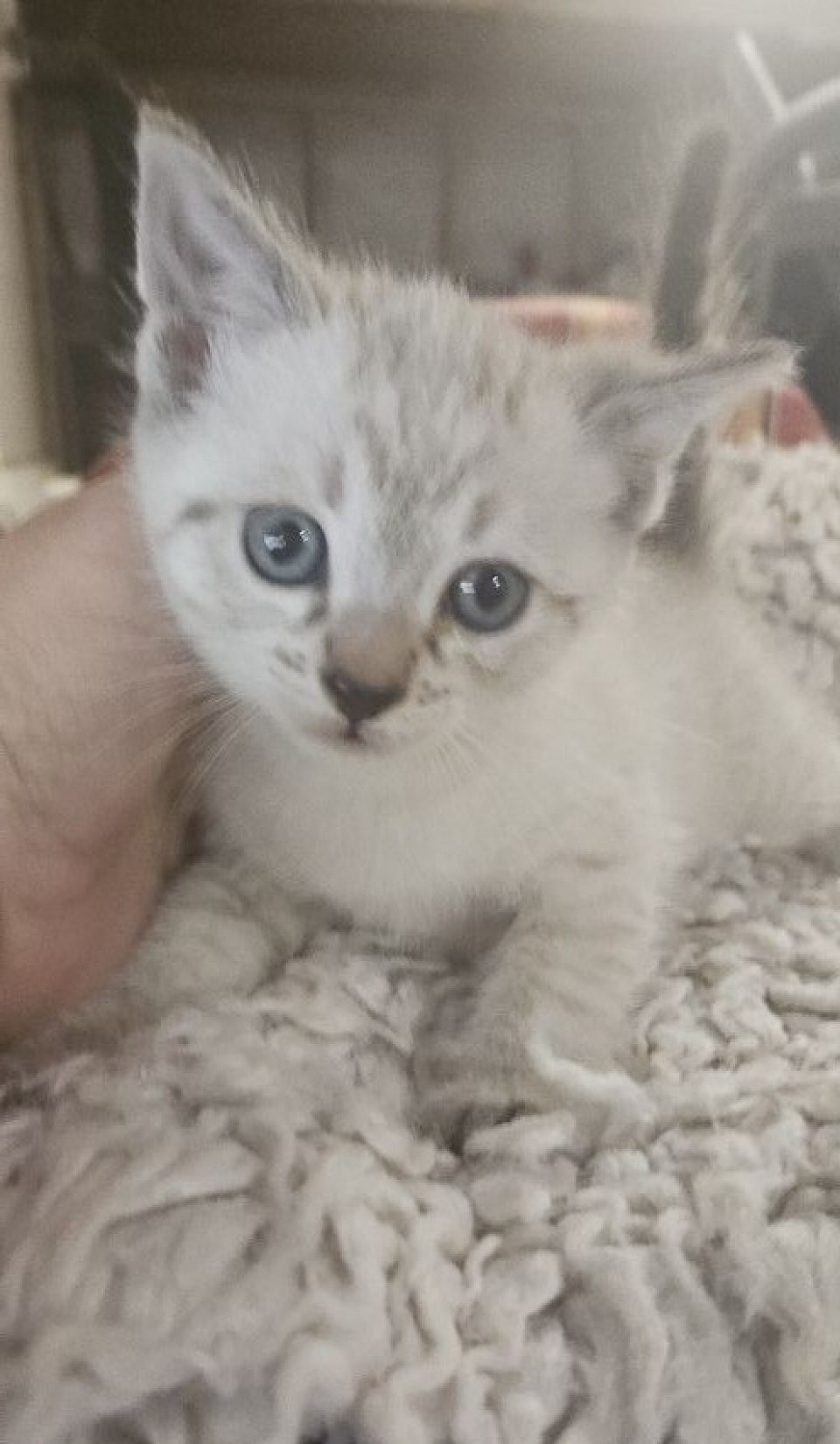 Male lynx(sammy/miza)litter 4-19-25