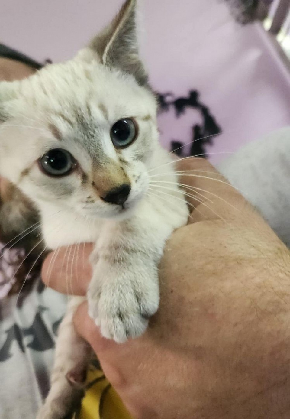 RAZAMATAZ Male lynxpoint(sammy/miza)litter 4-19-25