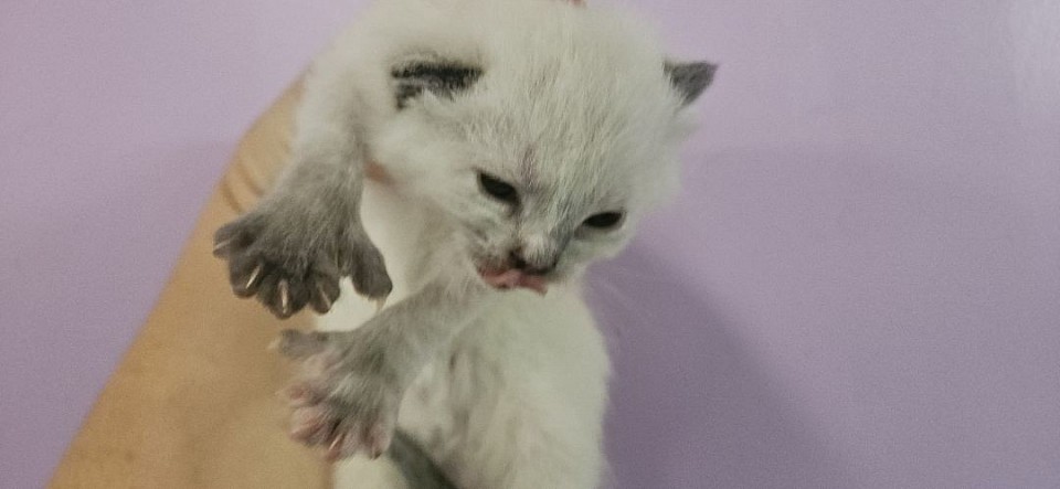 Female poly tortie sale ****1000