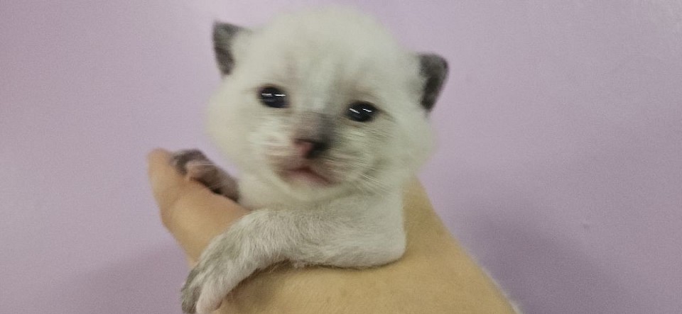 Male sale *** 500***