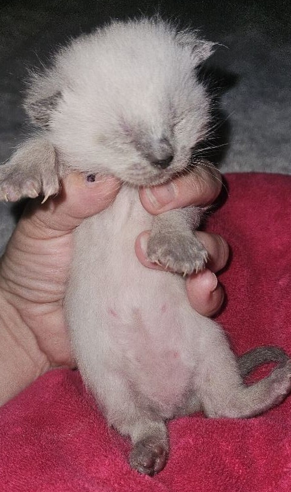 Seal female poly (dart + ccentric 10/01/25