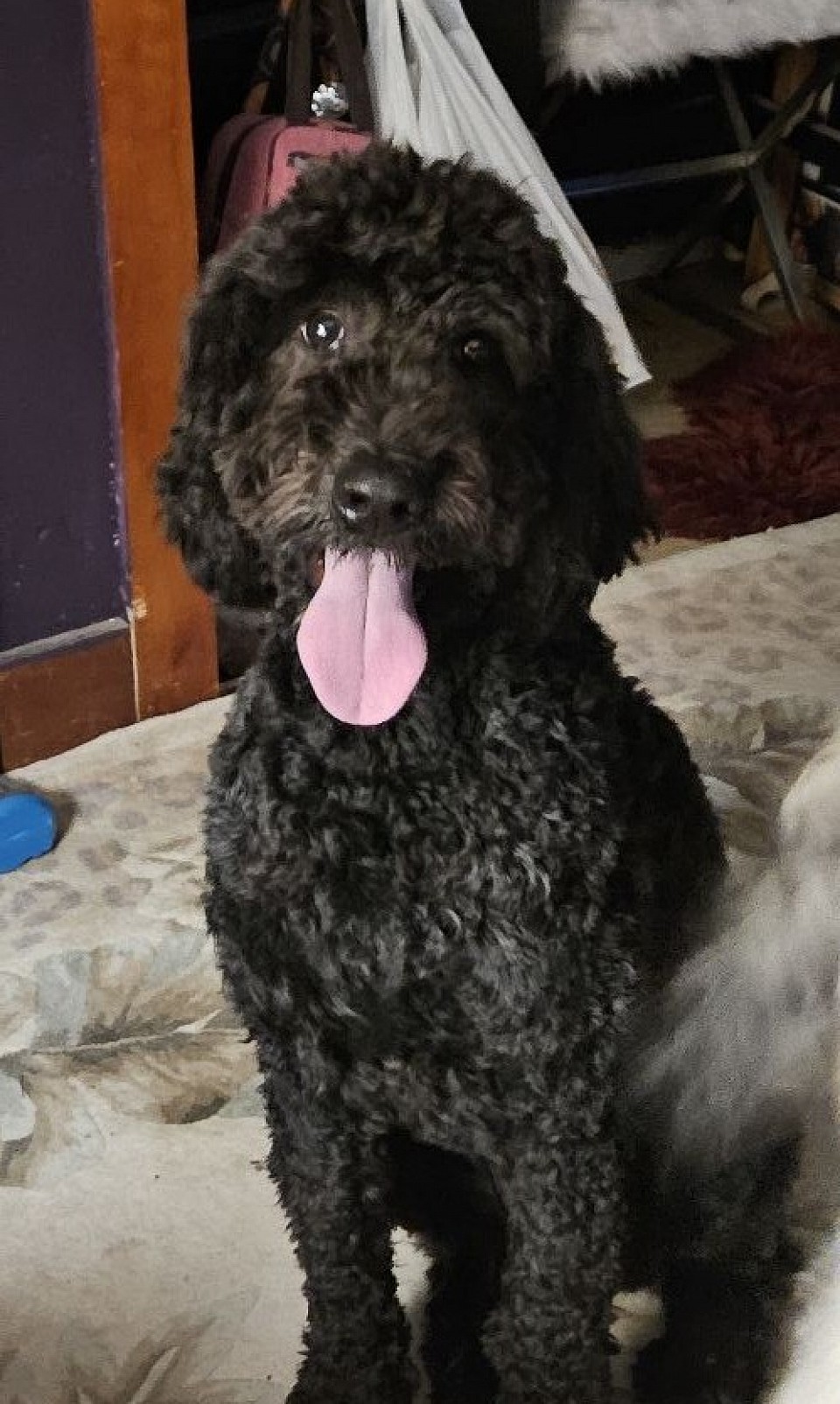 Just thought I would throw this out there if anyone also looking for a golden doodle puppy we have several born Feb. 12th ready now $800