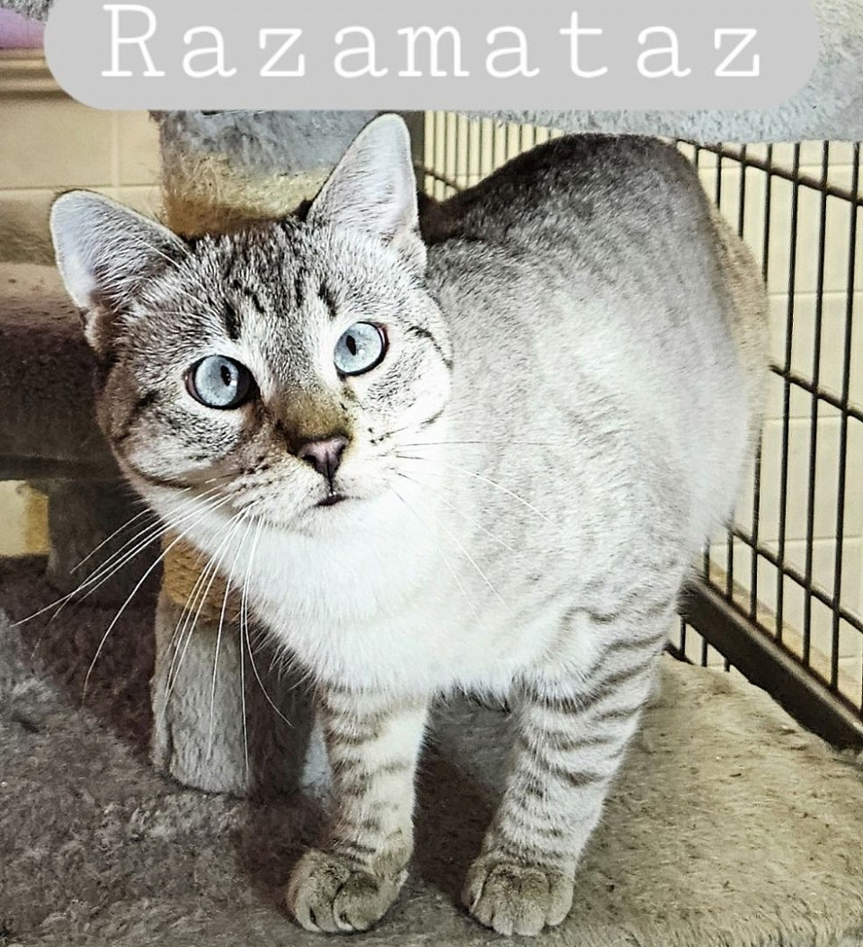 RAZAMATAZ Male lynxpoint(miza / sammy) 4-19-25