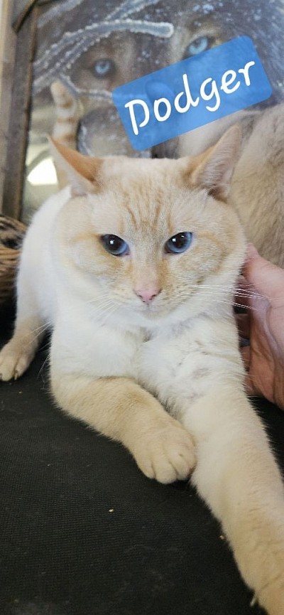 Stud flamepoint Dodger ( lovey/ jumi)May14th 2024'