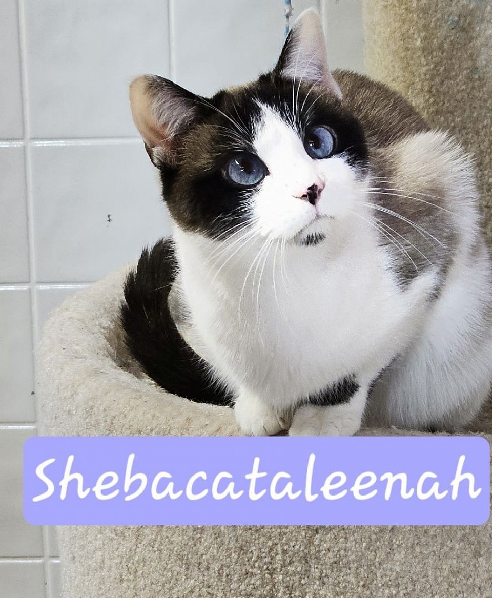 Shebacataleana seal snowshoe aug 31st.24'