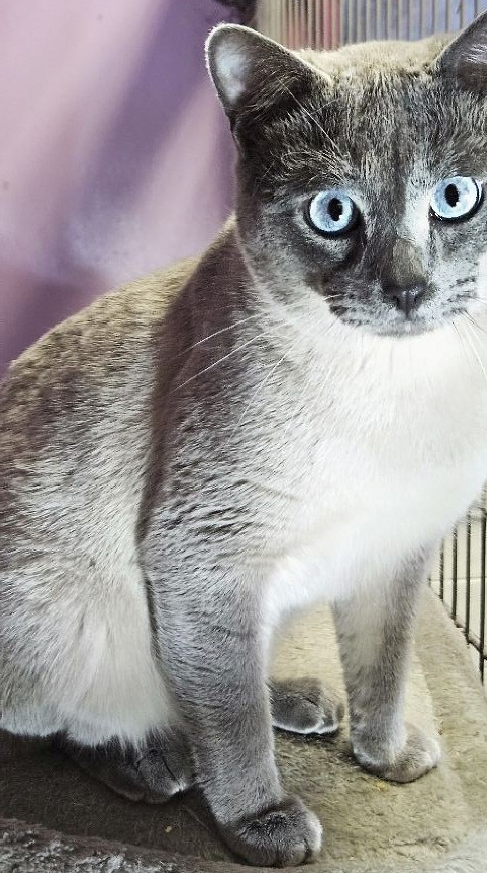 Xcentrick male bluepoint 3-4-24 (miza / jumi )