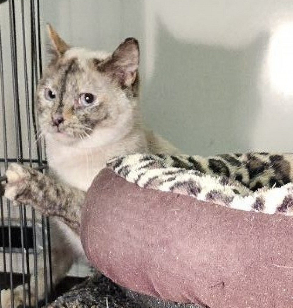 CINNAMON choc tort f (diamond/darius)5/9/24'