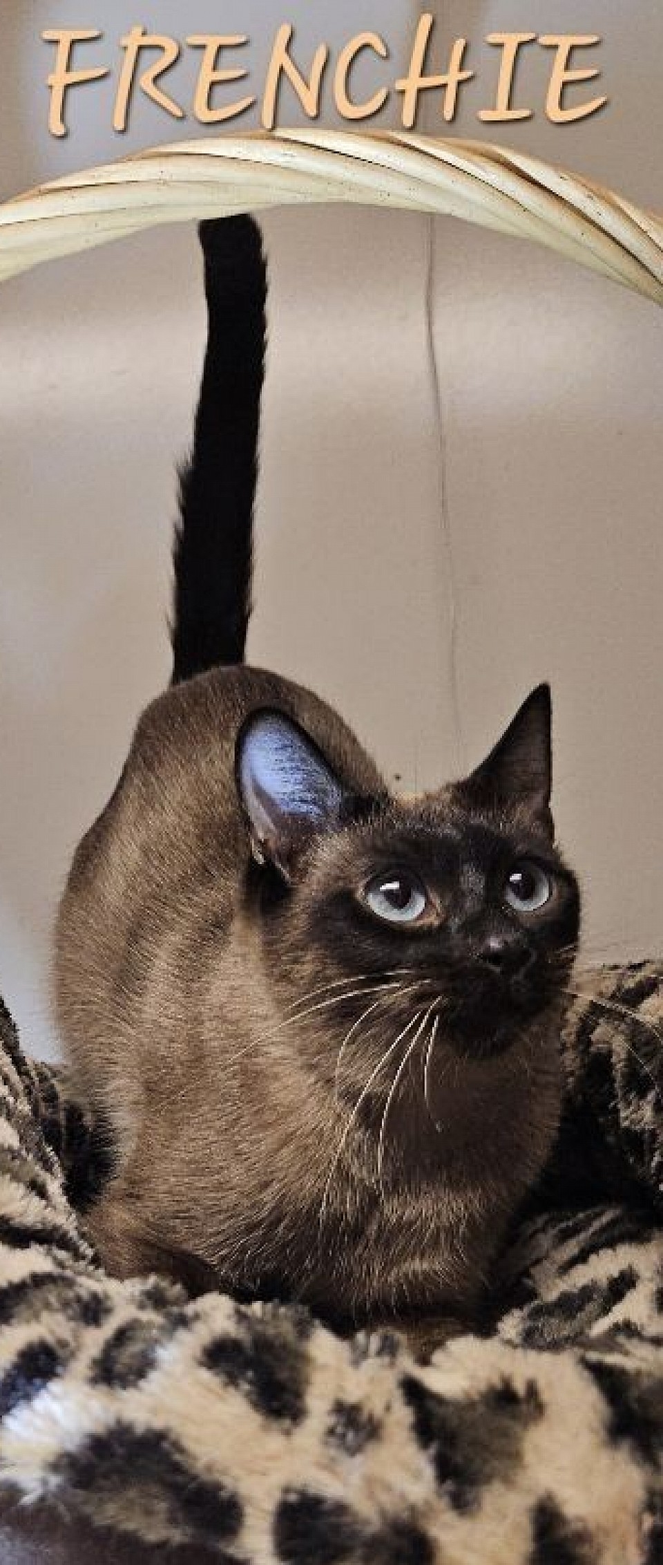 Frenchie Female sealpoint 3/4/24 (miza / jumi),  1st litter w zip -male 10/15/25 bred sweetest kittens ever!