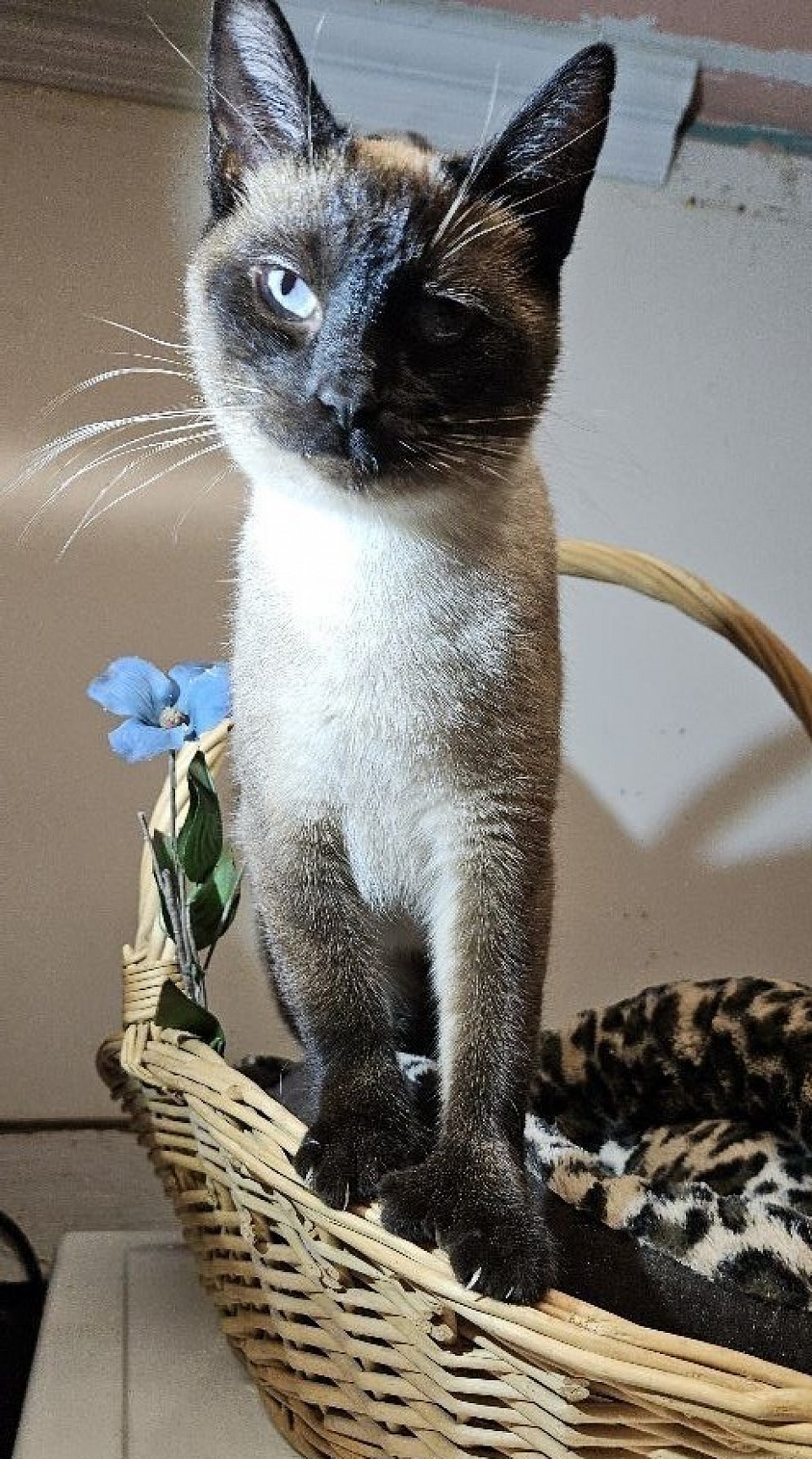 Pending sale :Dart female sealpoint ploydactal 6-18-24 (sally/tommy )1st litter bonnie lee chocolate tortie poly(sold)