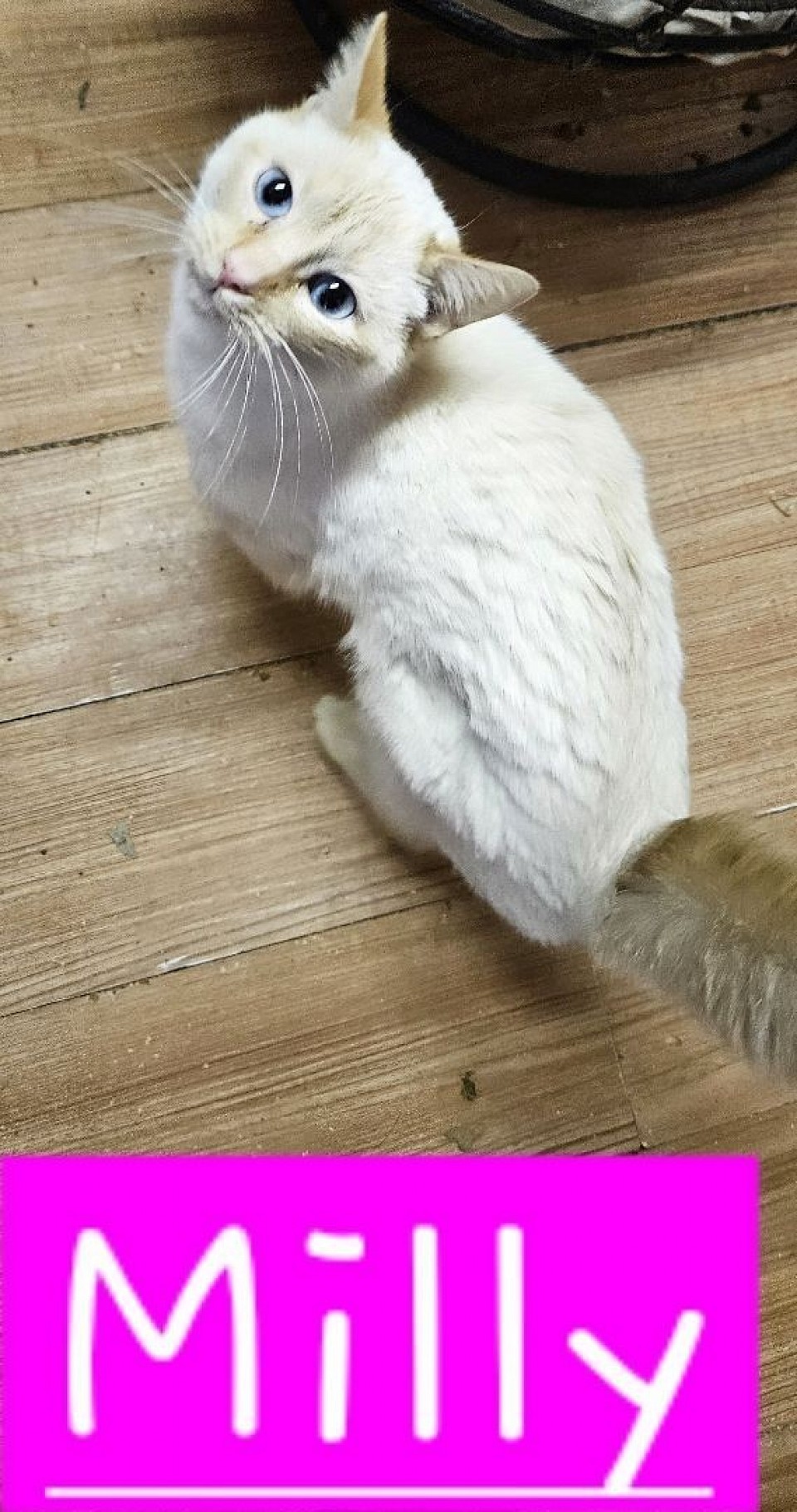 Milly born 2023 bred to jumanjii on 7th march.  due: June26'