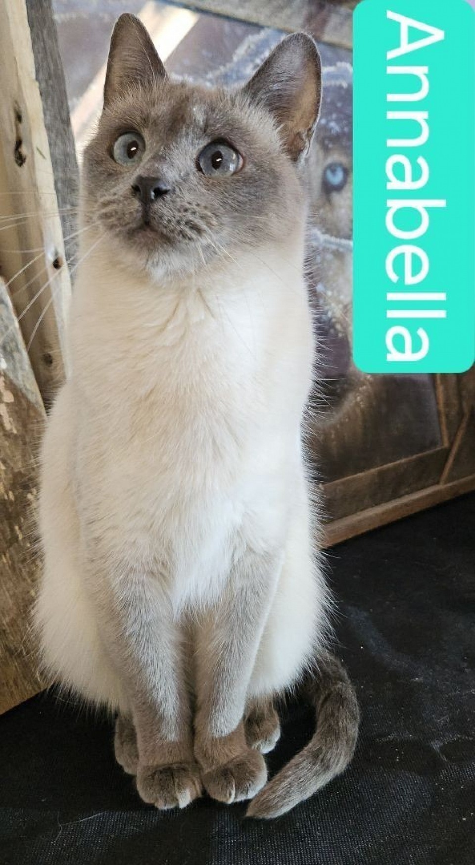 ANNABELLA on 12/30/23(Miza AND JUMI )blue point