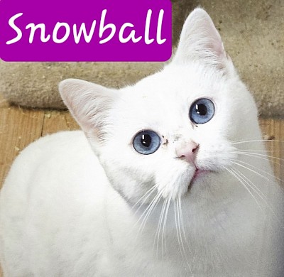 Snowball bred jumi on march 24th due July26'