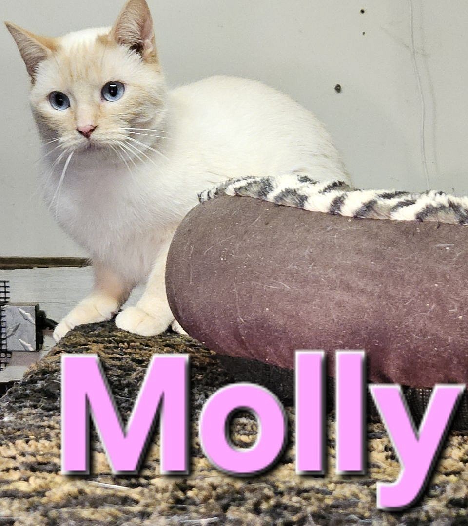 Molly bred to jumi: litter due 2026