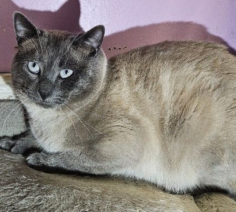 Proven stud 1st litter with frenchie ZIP MALE BLUEPOINT MARBLE polydactal 6-18-24 sally/ tommy