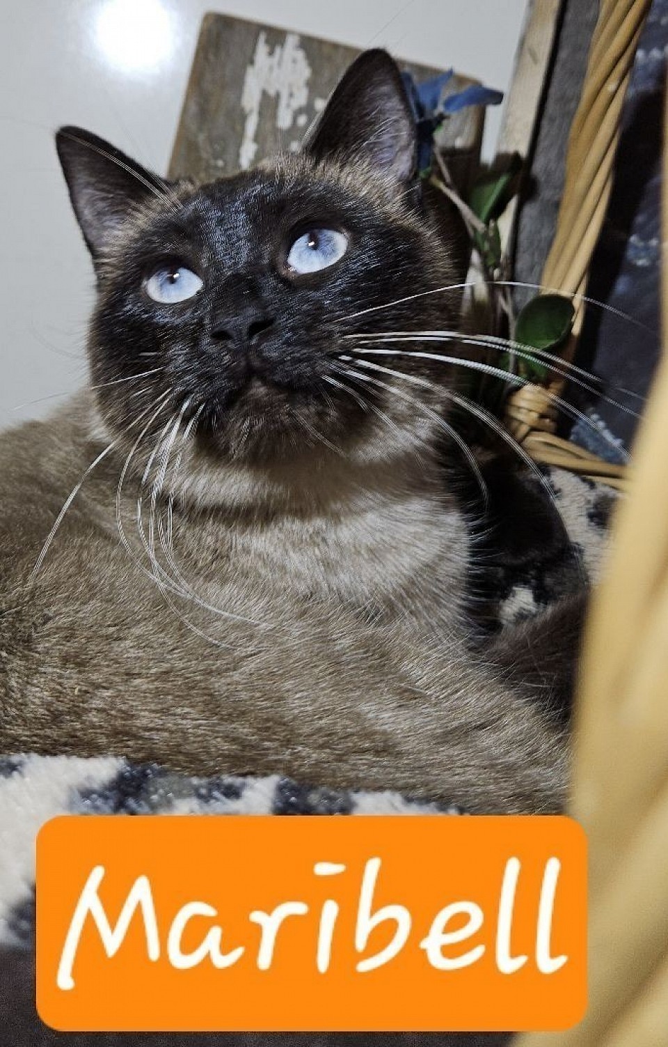 Maribell 6/18/24 (sally/tommy )coming soon litter with Sammy for 2026'