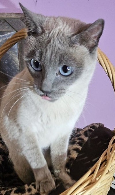 Miza 3rd litter due March 26'