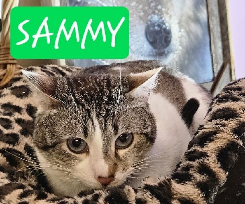 Sammy april 19th 2023 Male lynx-snowshoe (babydoll/ jumi )1st litter