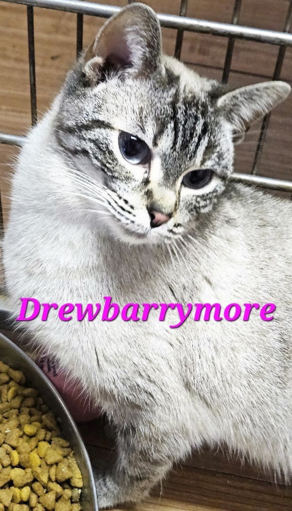 Drewbarrymore always has been Small Torbie rare color f may14th 2024'(lovely /jumi)