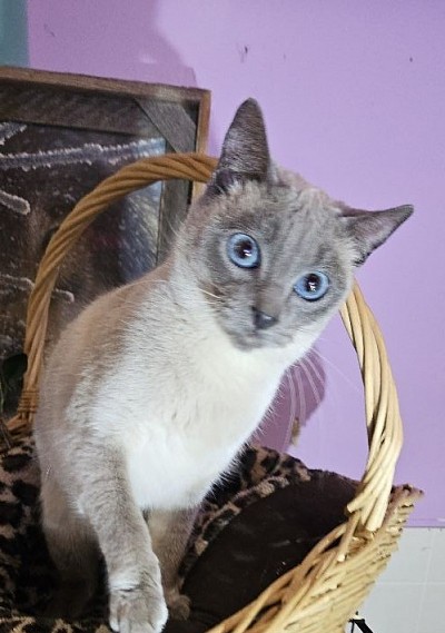 Miza 3rd litter due March 26'