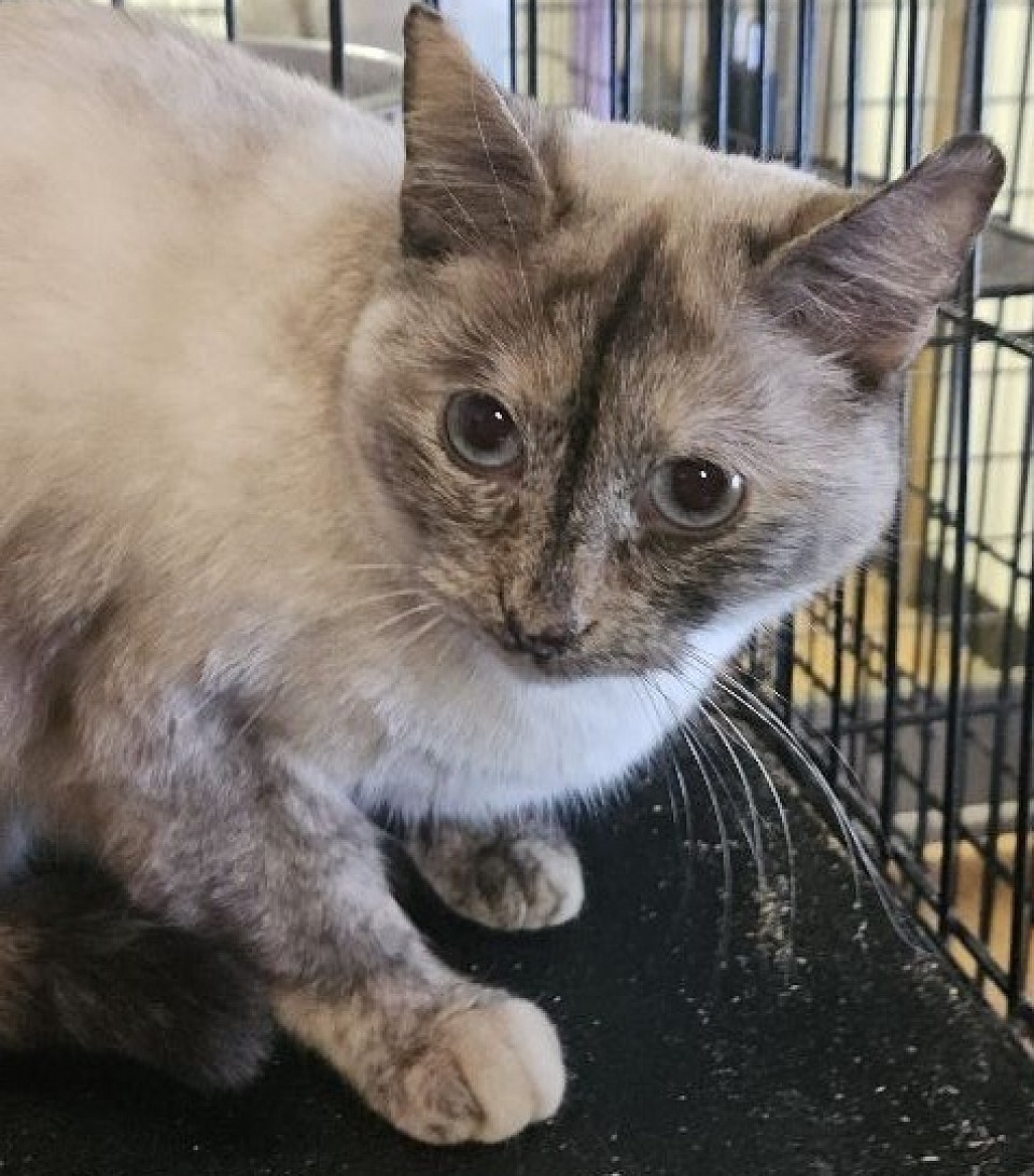 CINNAMON choc tort f (diamond/darius)5/9/24'