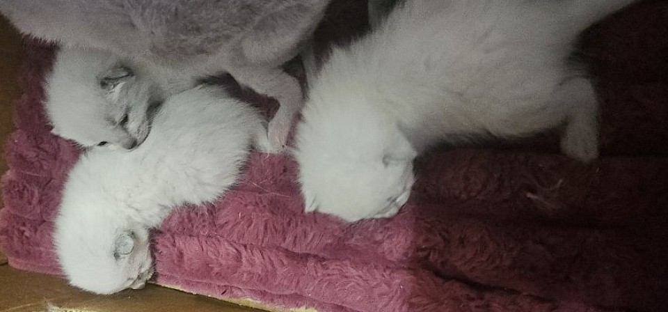 Dob. 11th of March 2b 2g Miza and Jumanjii litter