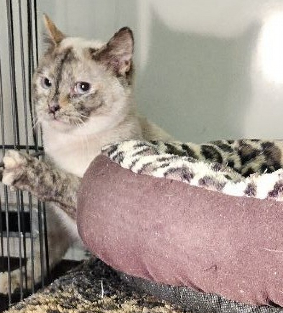 CINNAMON choc tort f (diamond/darius)5/9/24'