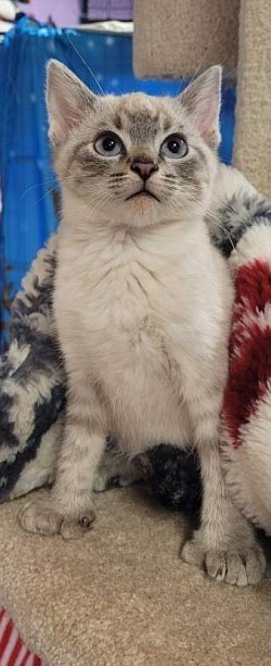 Tommy (his dad as a kitten)