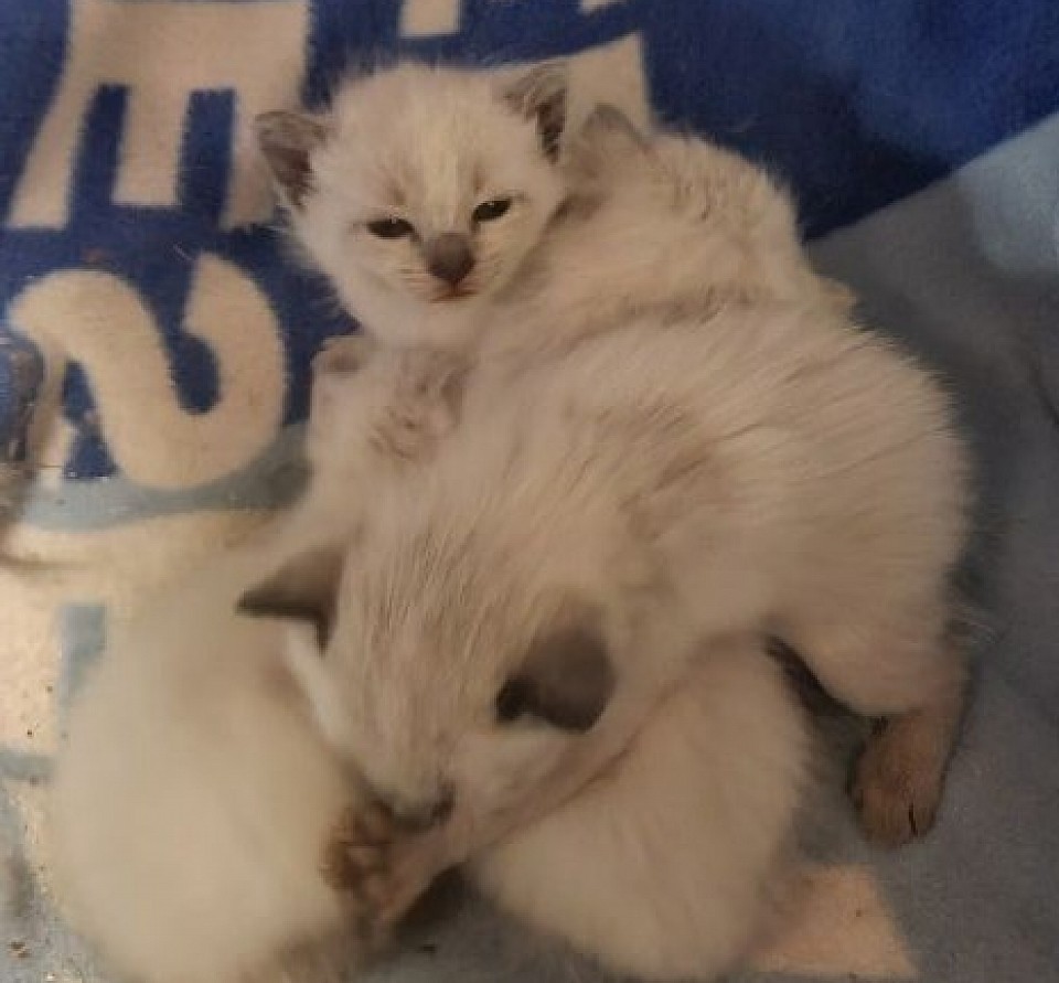 Miza jumi litter march 11th